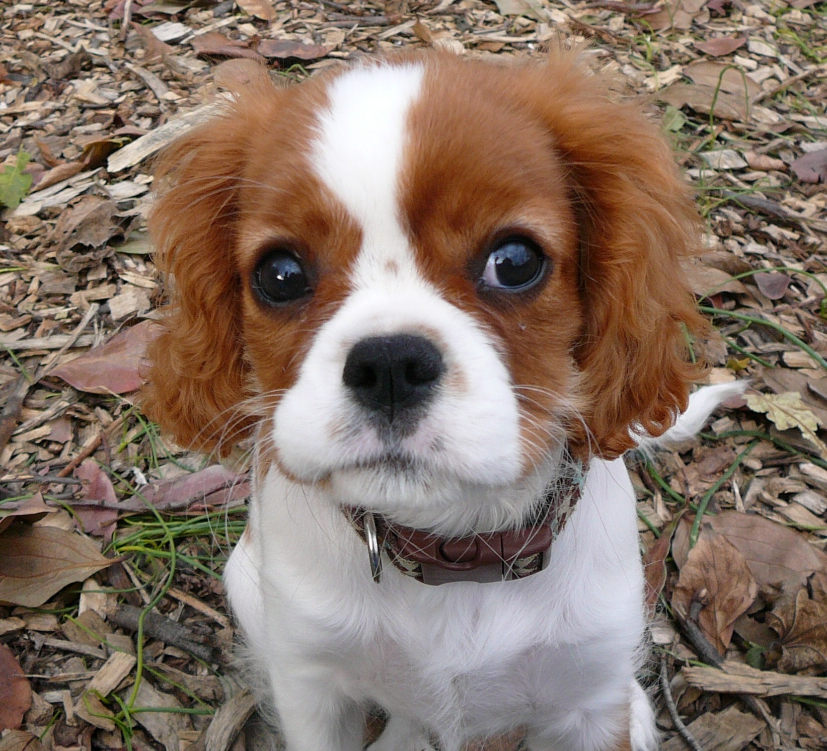 king charles spaniel care