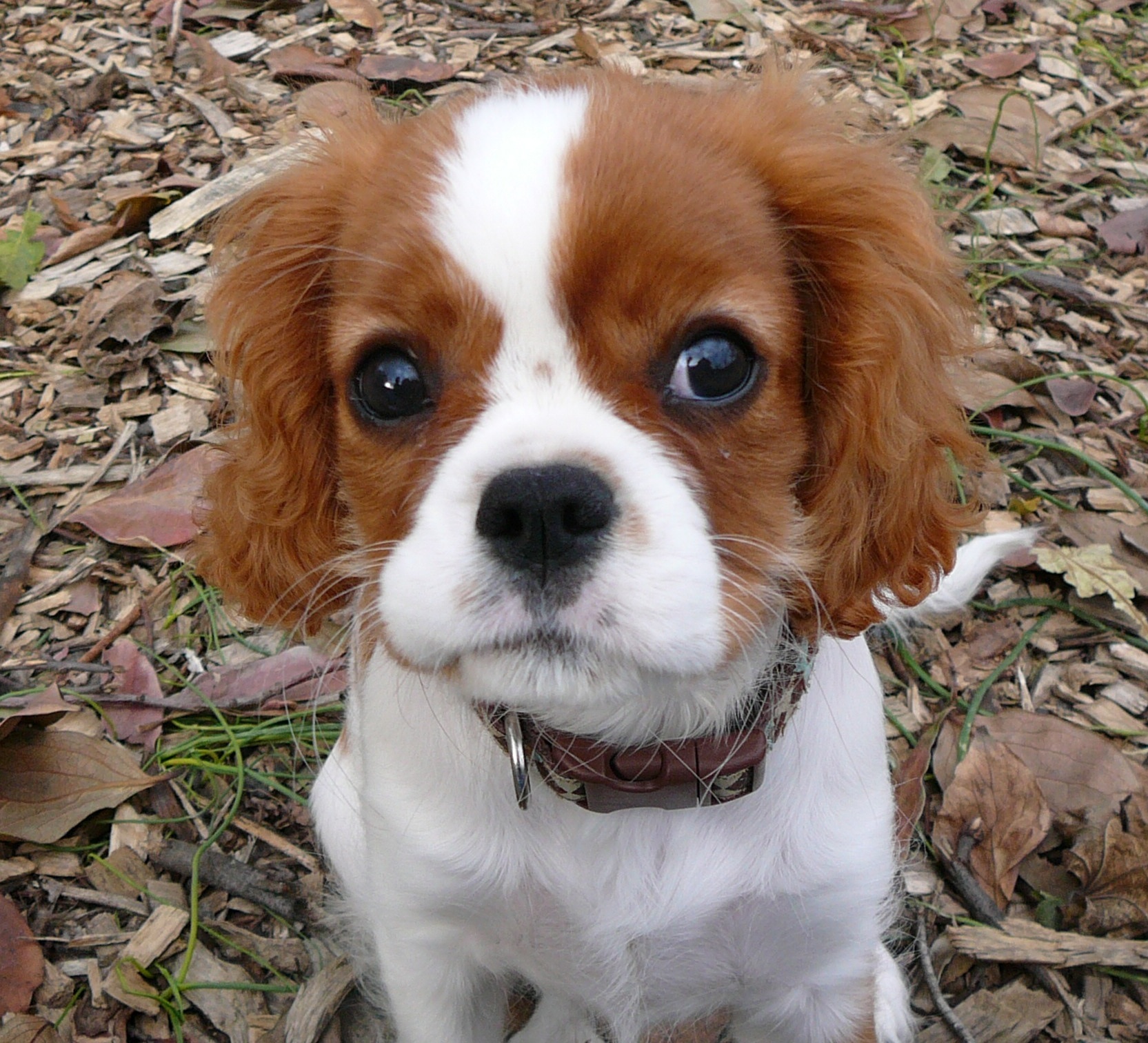 DOGS AND CATS BREED Cavalier King Charles Spaniel Dogs And Cats