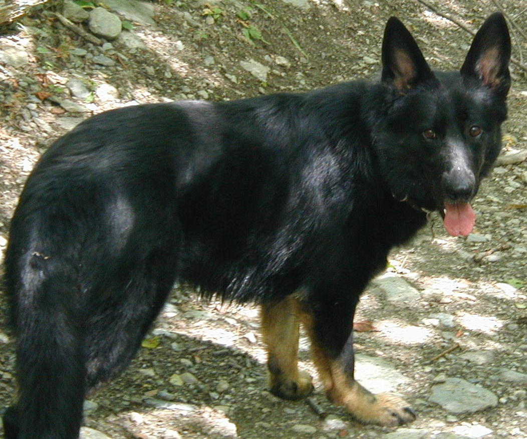 Trista