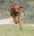 Ridgeback