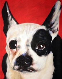 Boston Terrier by James