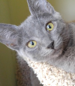 New Cat
