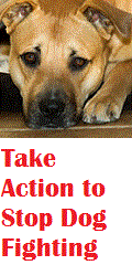 Stop Dog Fighting