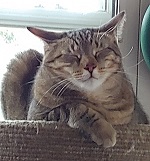 Cat Enrichment