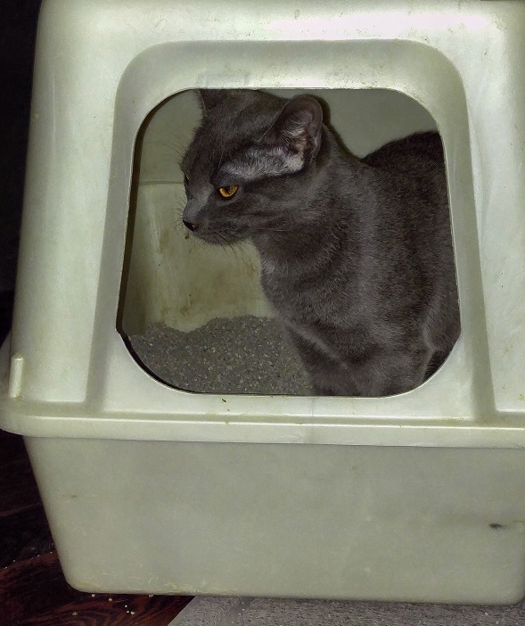 Litterbox