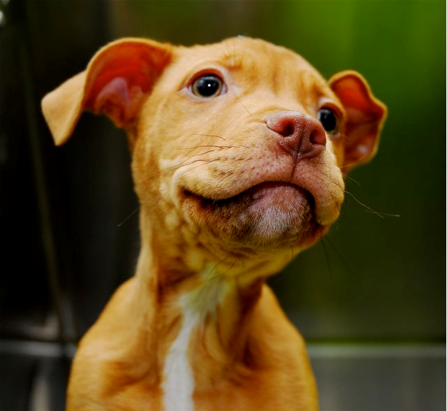 Pit Bull