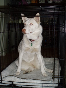 Crate Training