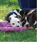 Dog Enrichment