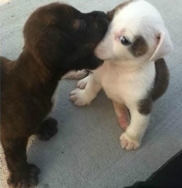 Mouthy Dog