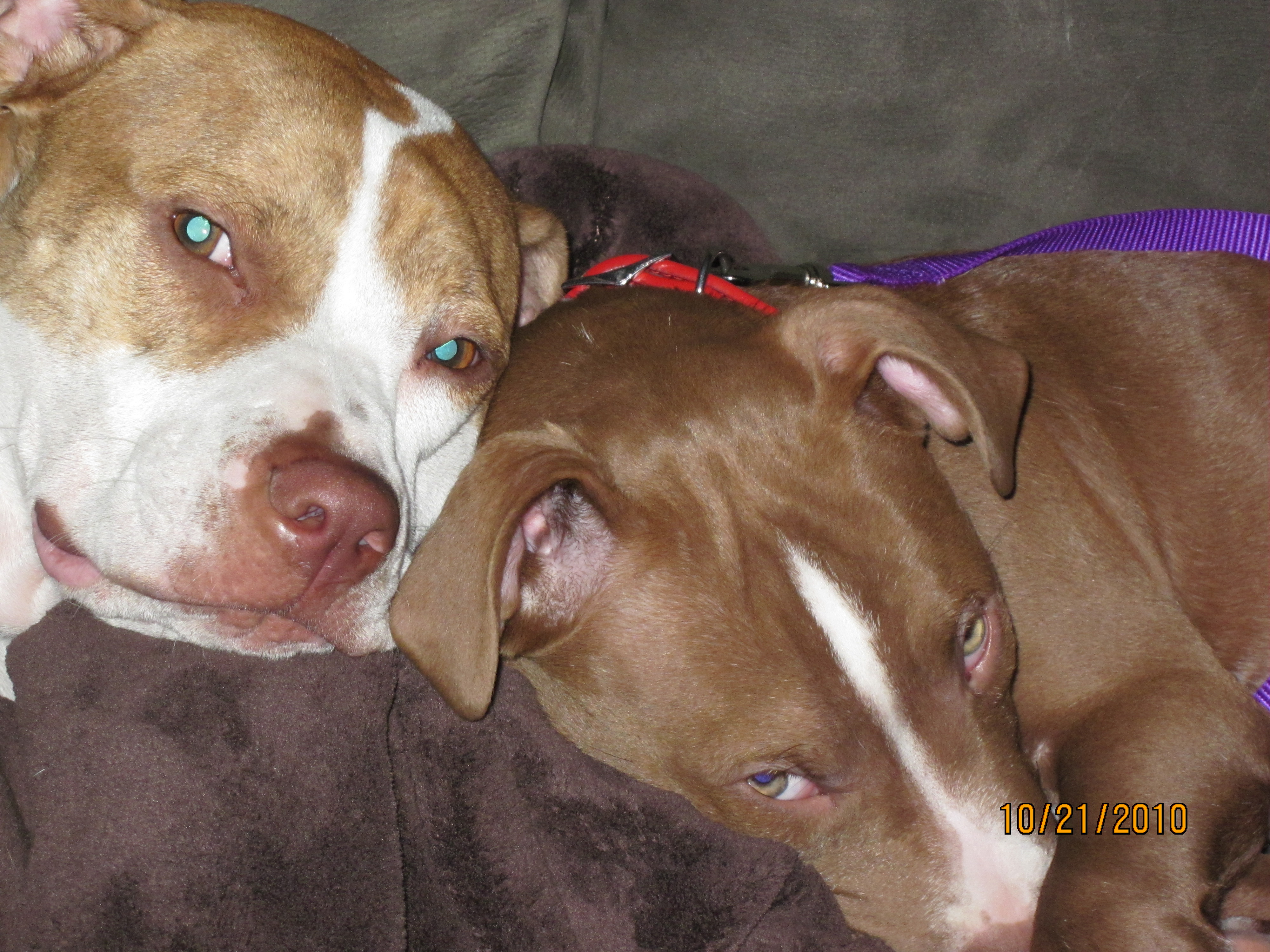 Multiple Dogs