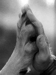 Paw Handling