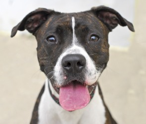 Shelter Dog