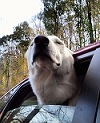 New Dog